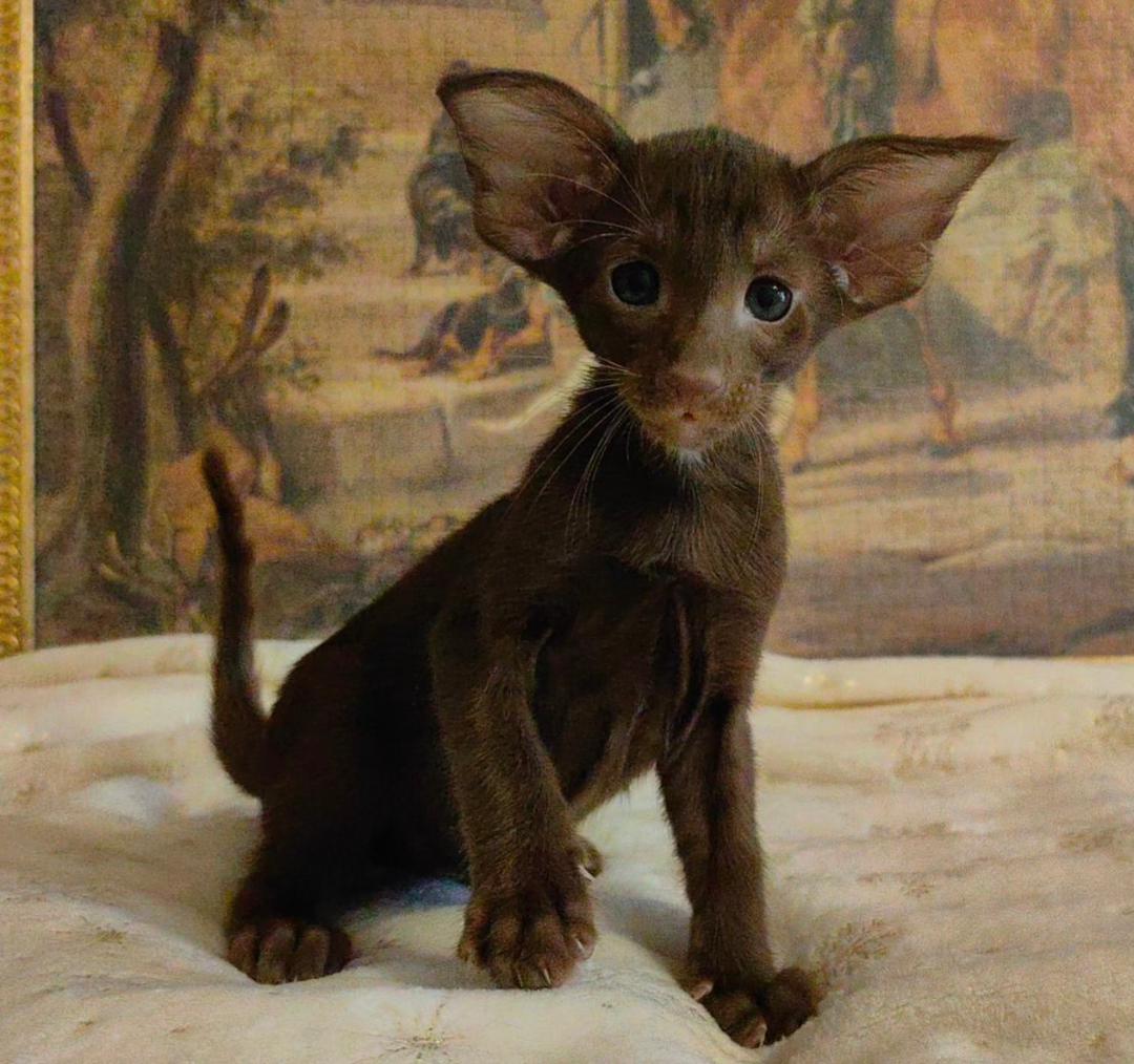 Milo photo 4