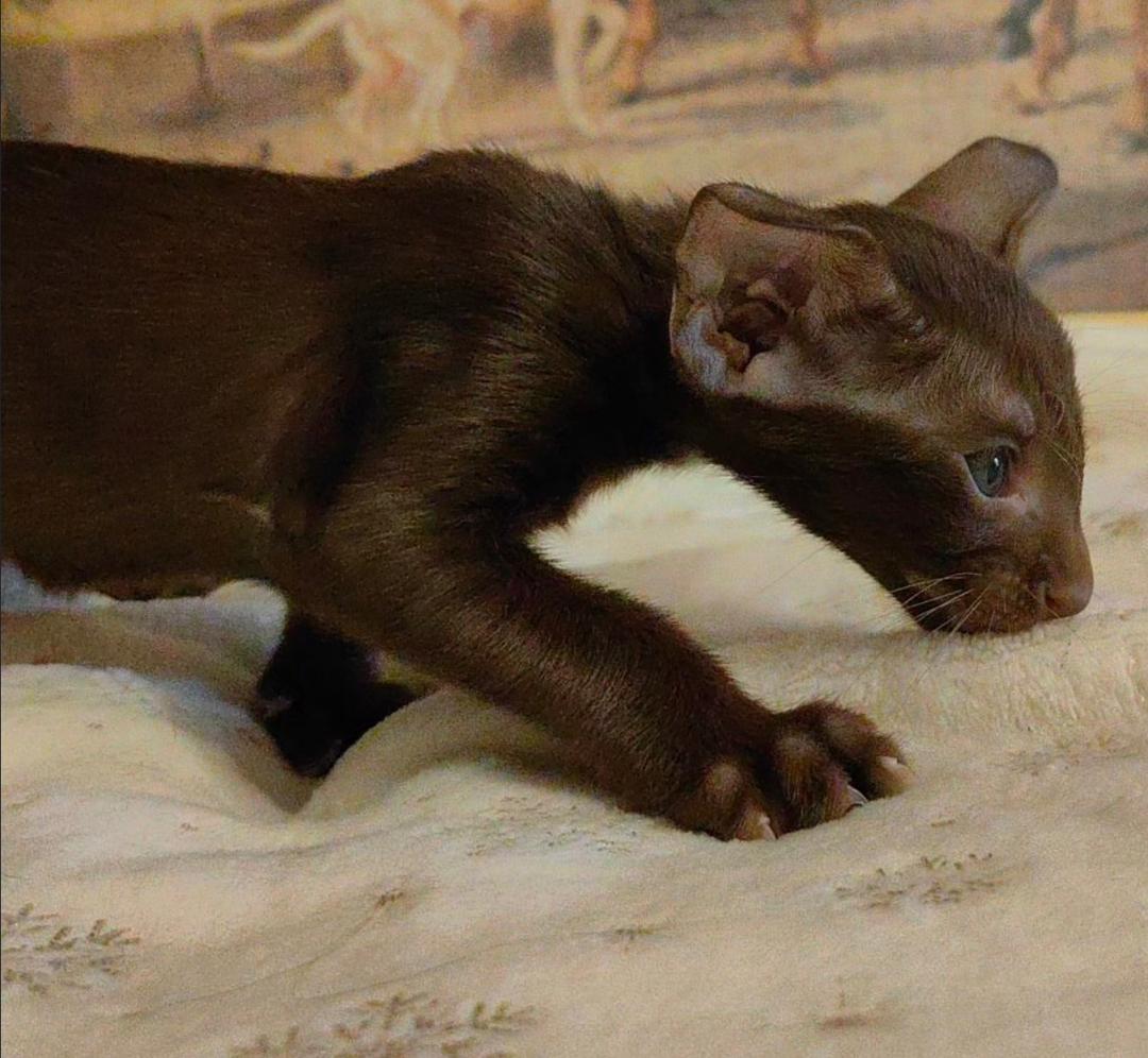 Milo the Oriental Shorthair