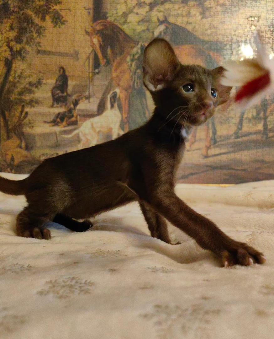 Milo photo 2