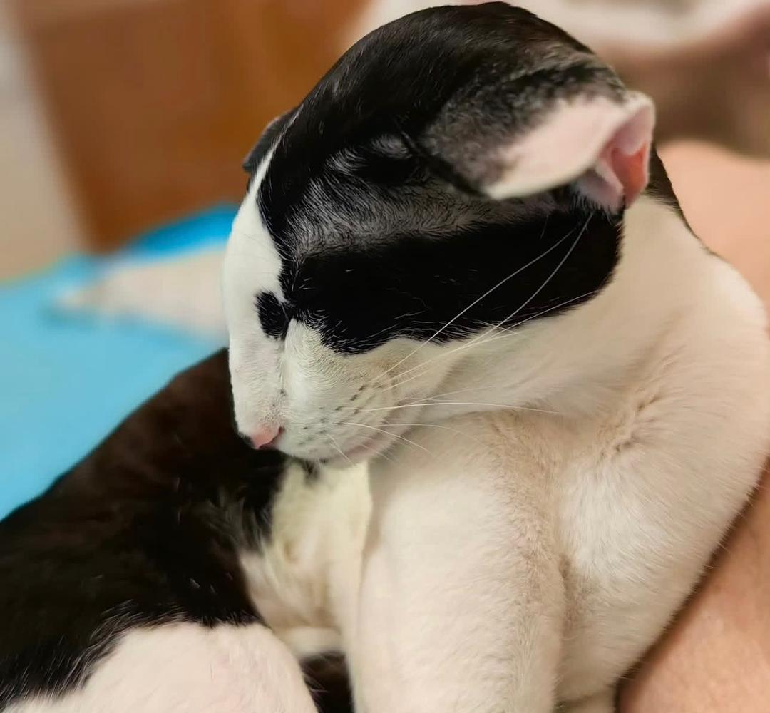 Tiger the Oriental Shorthair