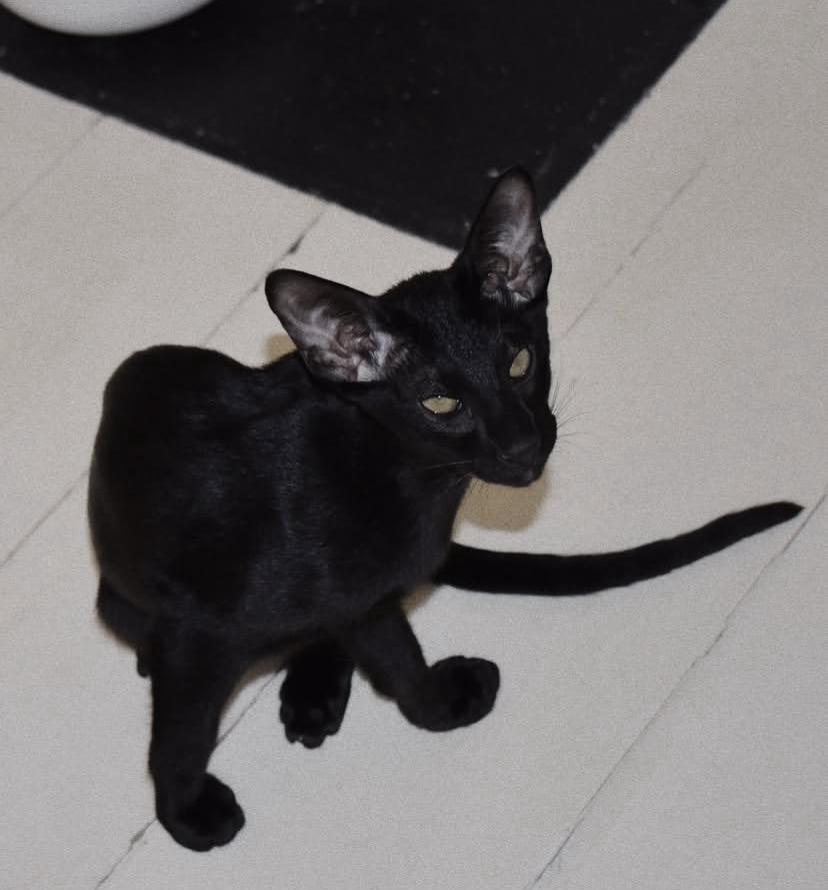 Midnight the Oriental Shorthair