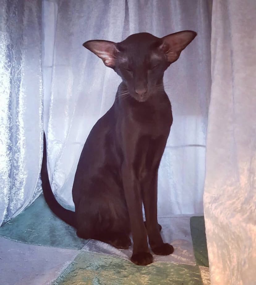 Daisy the Oriental Shorthair