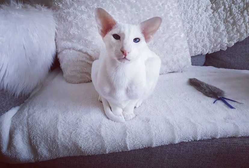 Snow the Oriental Shorthair