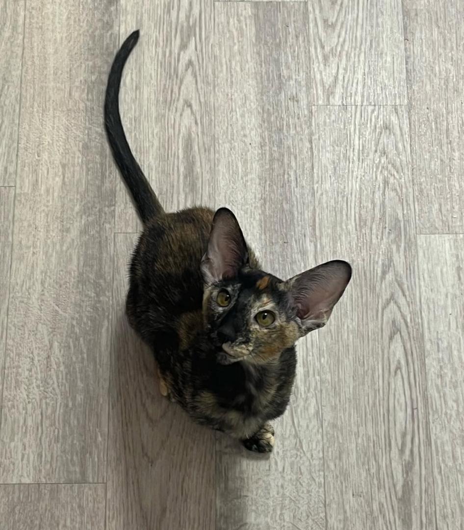 Kayla the Oriental Shorthair