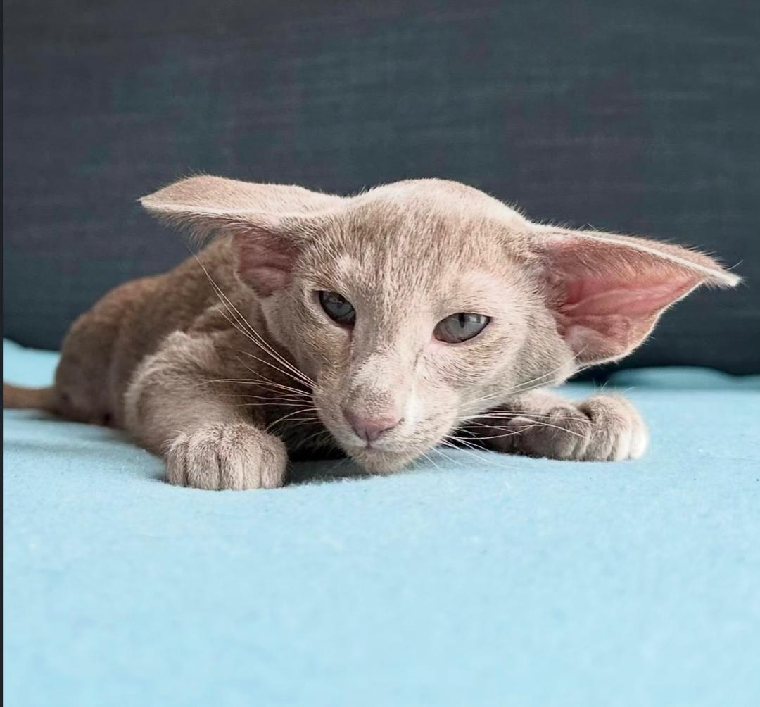 Chloe the Oriental Shorthair