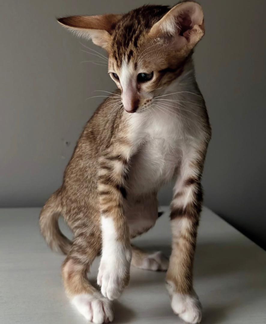 Max the Oriental Shorthair