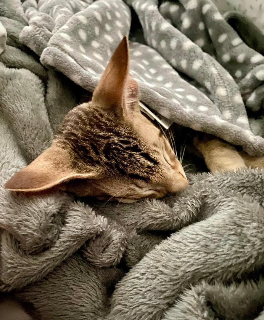 Sophie the Oriental Shorthair