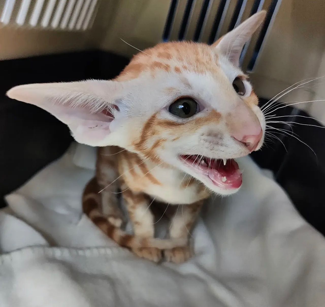 Aspen the Oriental Shorthair