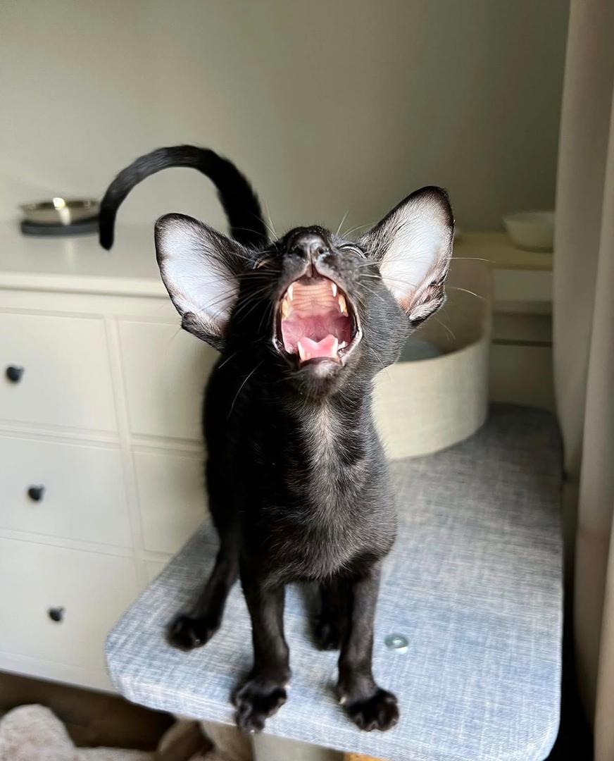 Smokey the Oriental Shorthair