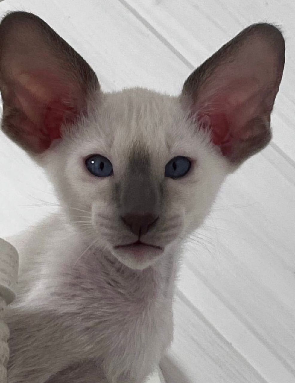 Simba photo 4
