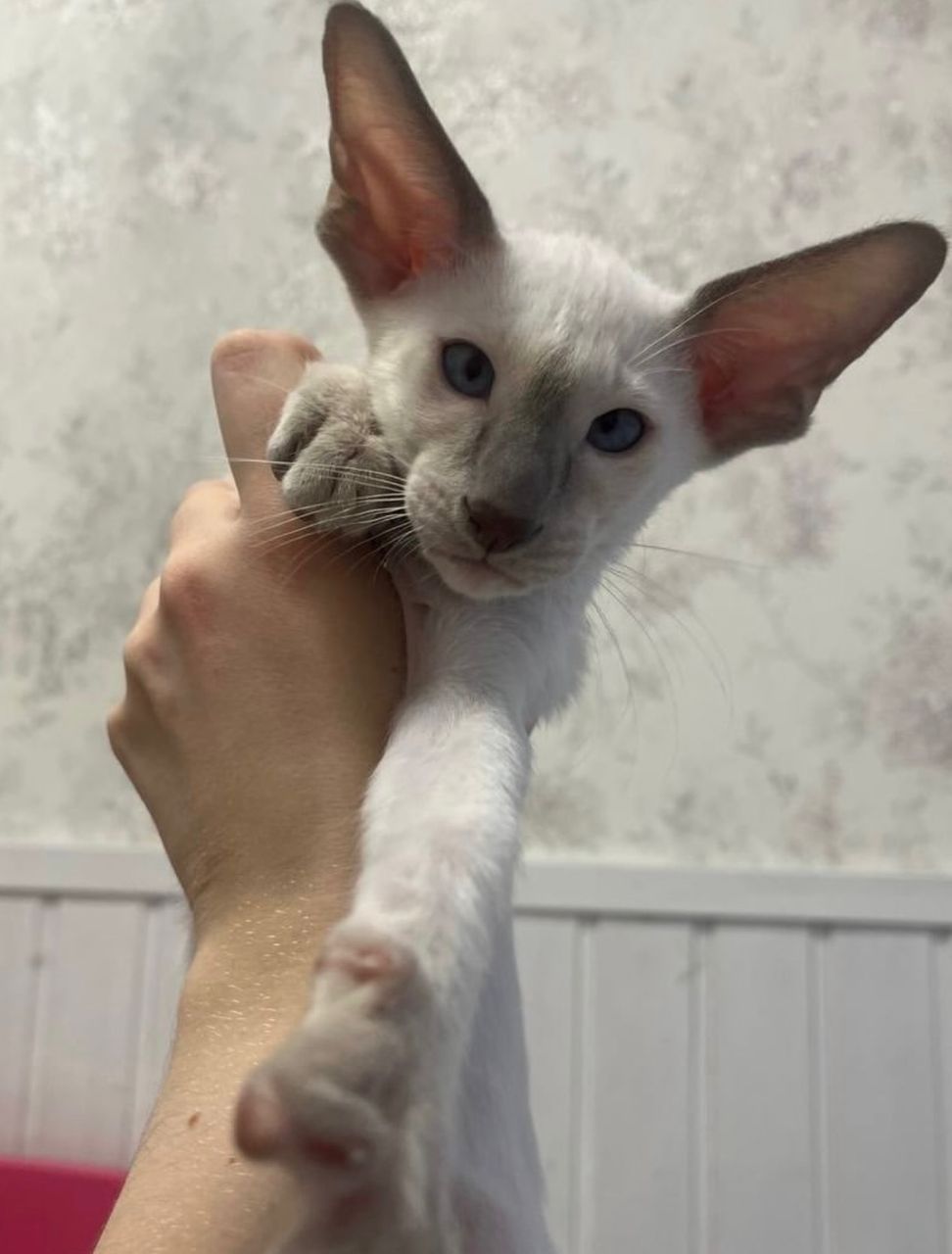 Simba photo 2