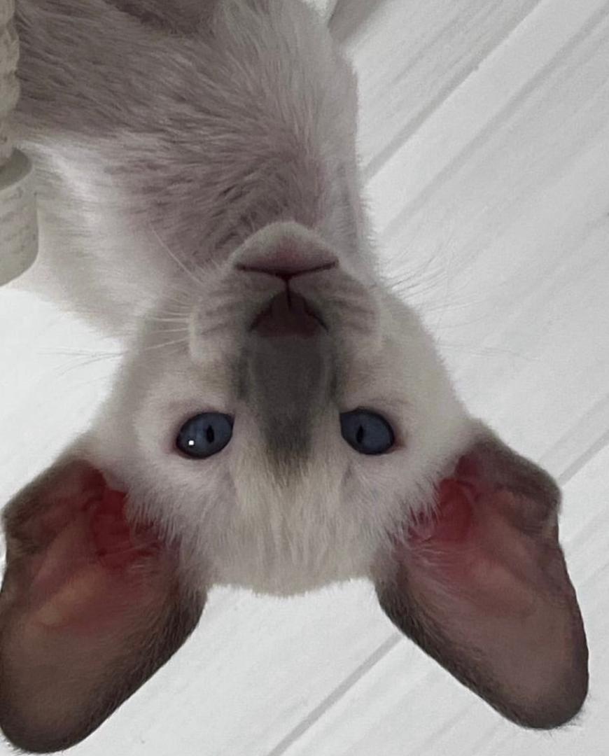 Simba the Oriental Shorthair