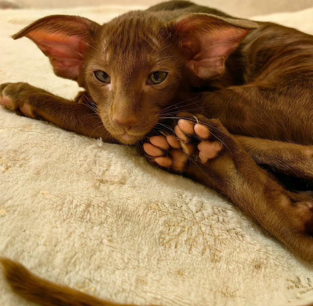 Luna photo 3