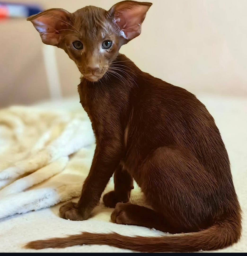 Luna the Oriental Shorthair