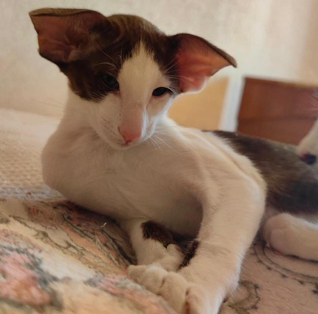 Leo the Oriental Shorthair